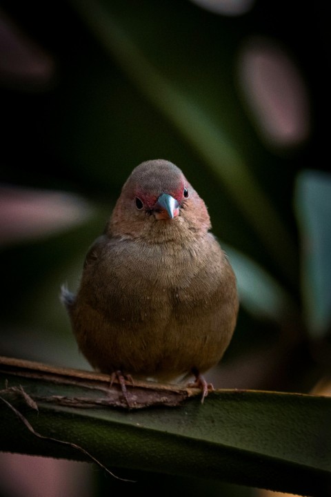 brown bird on brown wooden stick SuUdWtj56