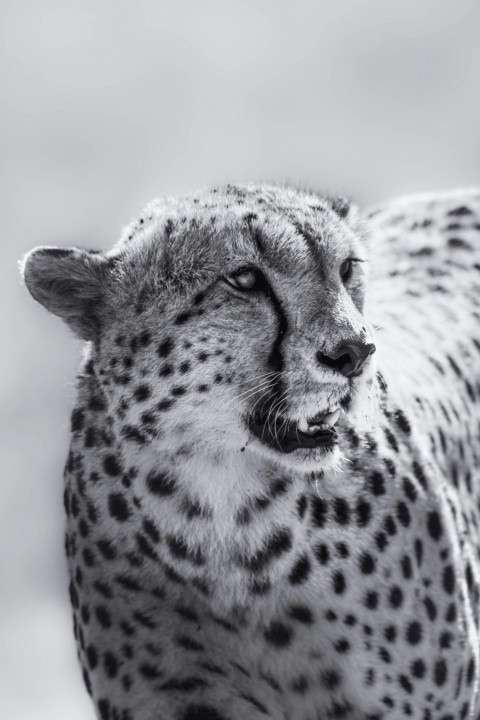 brown and black cheetah in close up photography