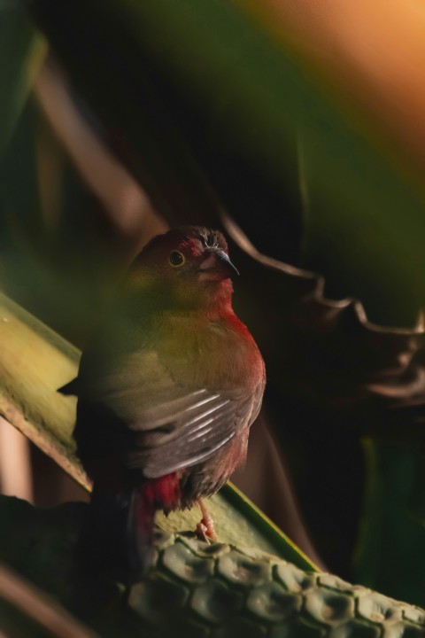 red and black bird on brown tree branch Q