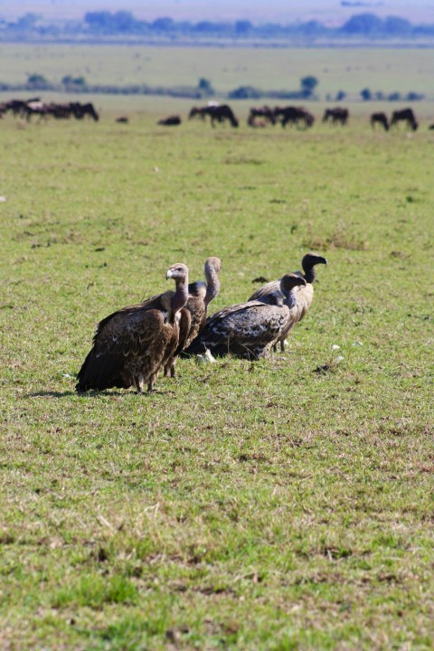 a group of vultures are standing in a field