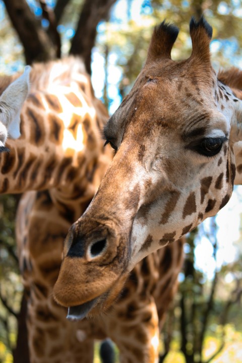 brown giraffe in close up photography