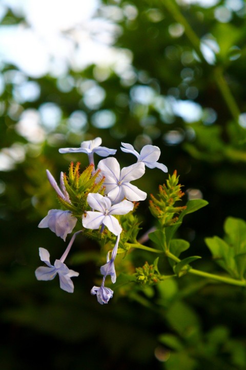 a close up of a flower on a plant