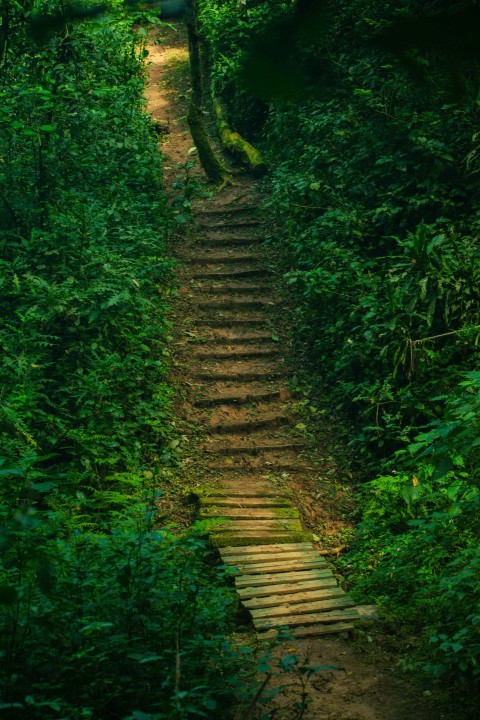 a wooden staircase in the middle of a forest