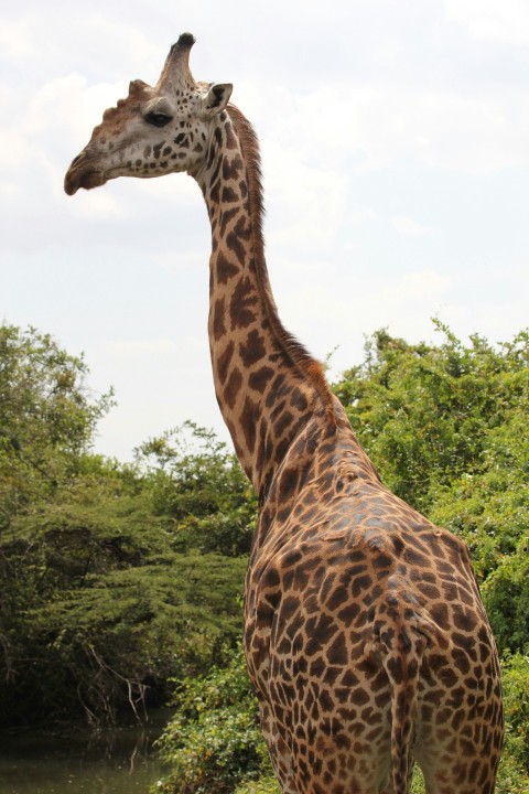 giraffe eating grass during daytime