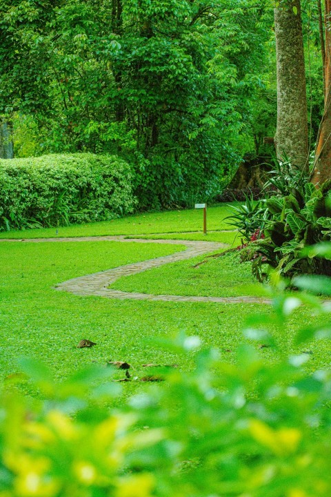 a lush green park filled with lots of trees