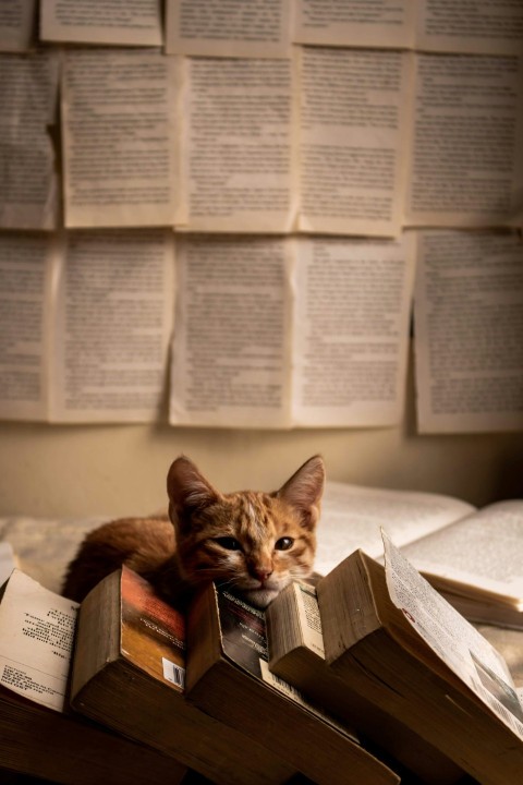 a cat sitting on top of a pile of books a