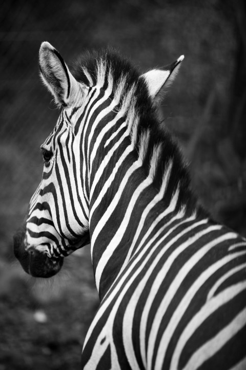 grayscale photo of zebra during daytime