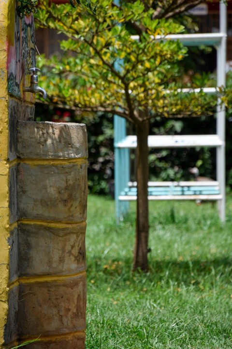 a tree in a yard