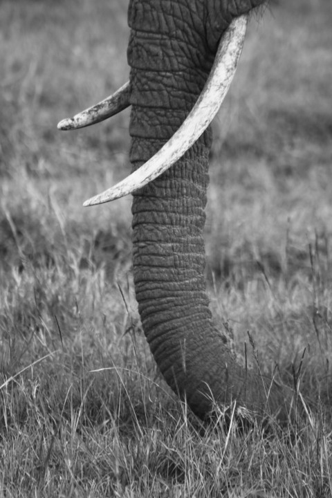 grayscale photography of elephant