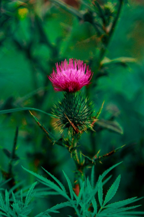 a pink flower sitting on top of a green plant