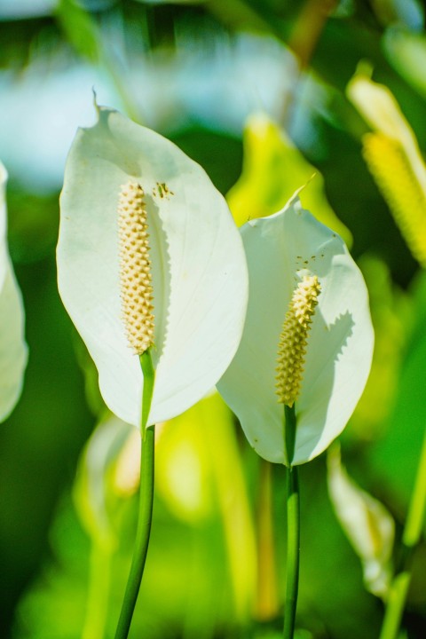 a close up of two white flowers on a plant