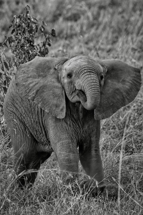 a baby elephant standing in a field of grass