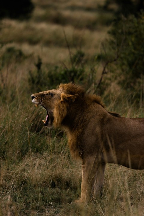 brown lion on green grass field during daytime