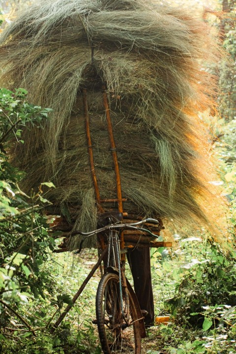 a bicycle with a large load of hay on its back