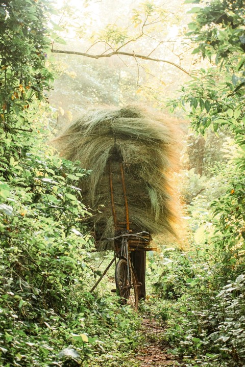 a horse drawn carriage in the middle of a forest