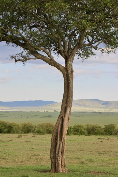 green tree