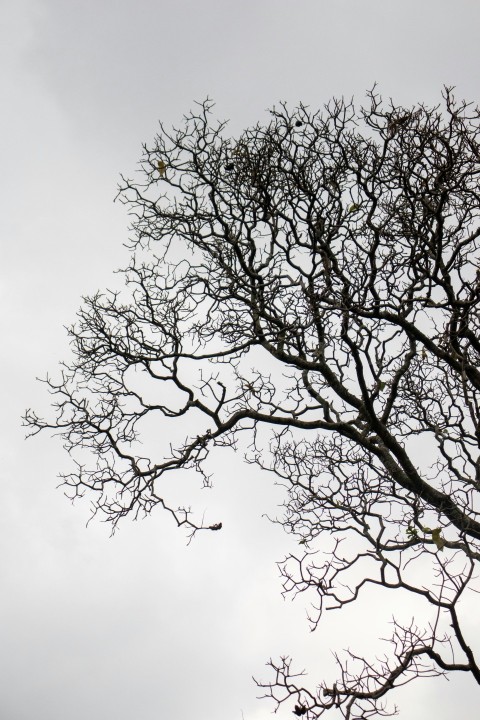 leafless tree under white sky yjpVfyf