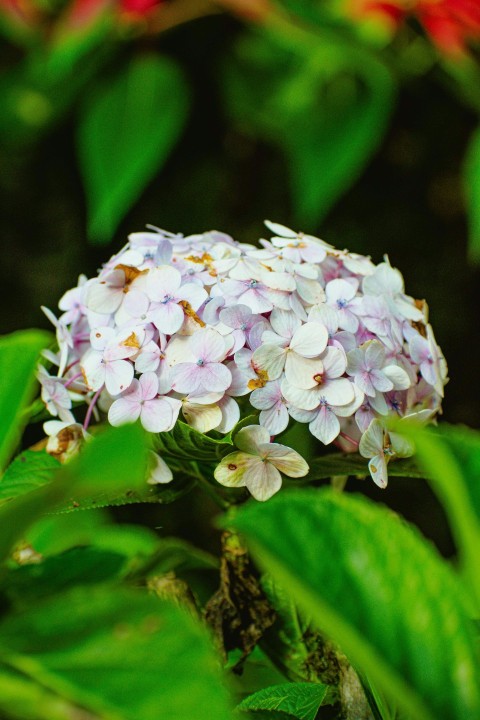 a close up of a flower on a plant