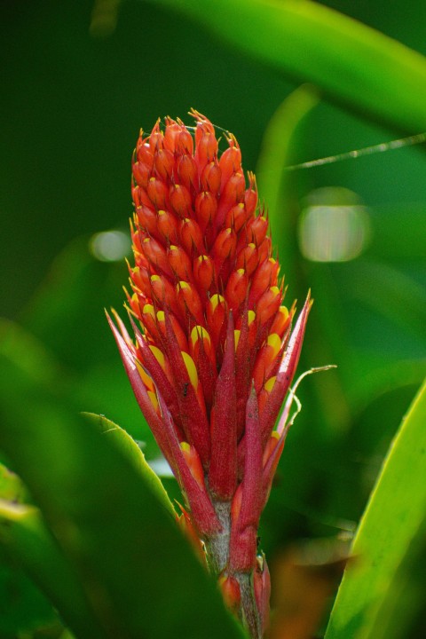 a close up of a red and yellow flower