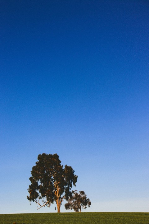 a lone tree in a grassy field under a blue sky