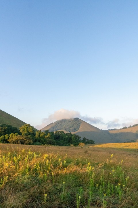 a grassy field with mountains in the background