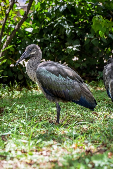 a bird standing on grass