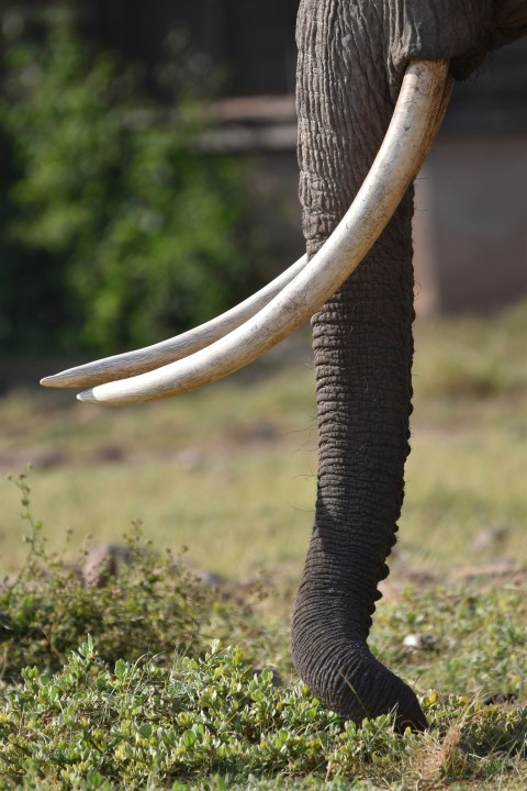 a close up of an elephants tusks and tusks