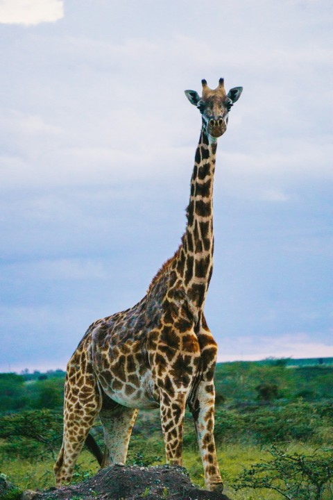 a giraffe standing on top of a lush green field