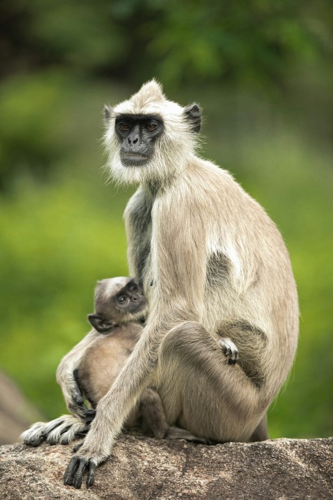 a mother and baby monkey sitting on a rock