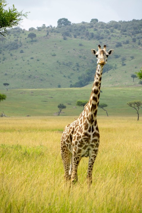 giraffe on green grass field during daytime