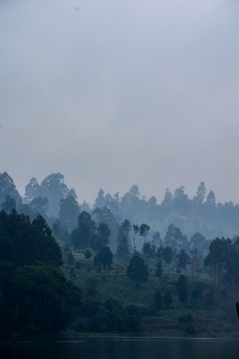 a foggy forest with trees