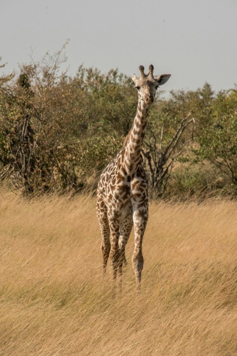 a giraffe walking through a dry grass field