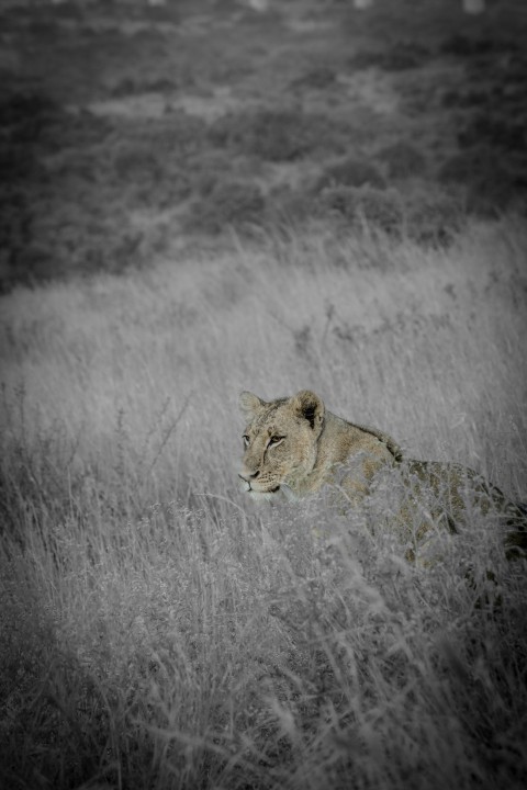 a lion in a field of tall grass