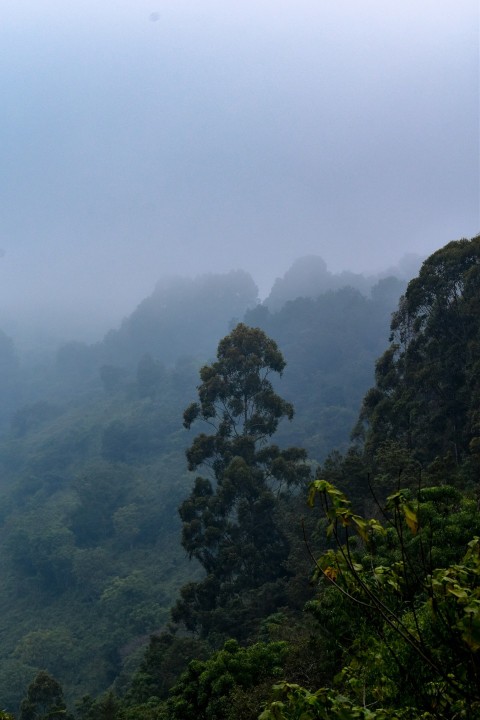 a foggy mountain side