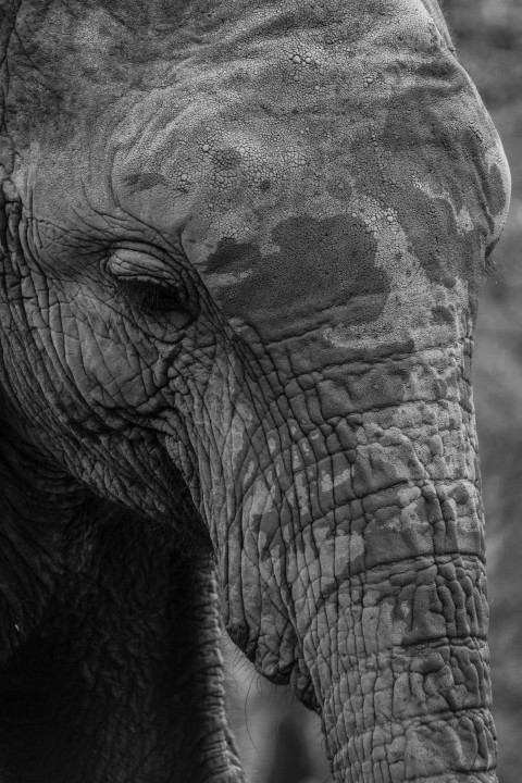 an elephant with its eyes closed