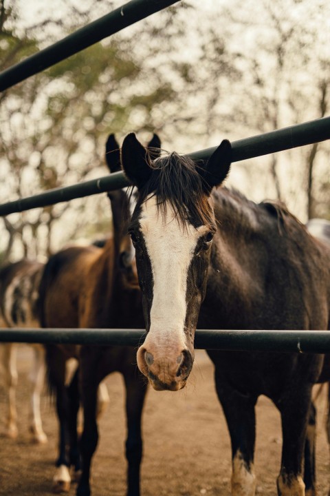 a close up of a horse behind a fence