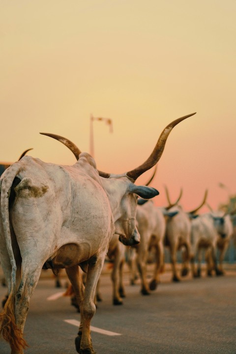 a group of animals walking on a road