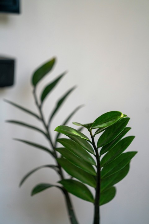 green plant in white pot