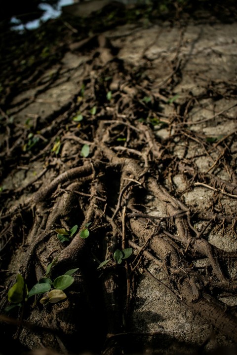 green leaf plant