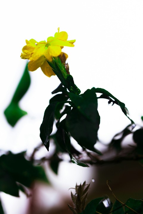 a plant with yellow flowers