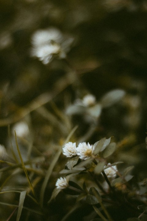 white flower in tilt shift lens