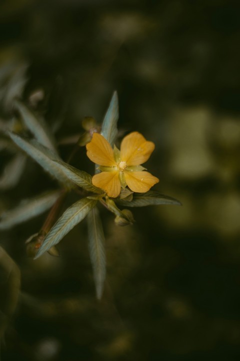 yellow and blue flower in tilt shift lens