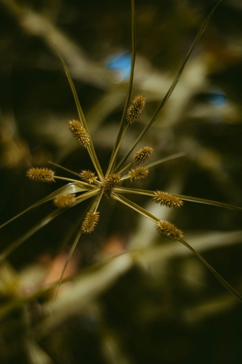 brown plant in tilt shift lens