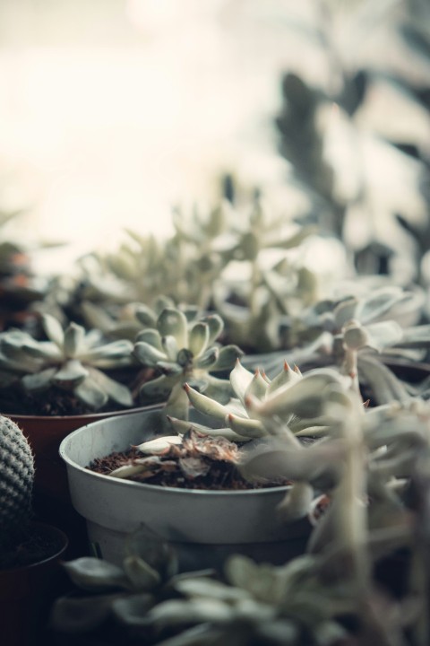 green plant on white ceramic pot