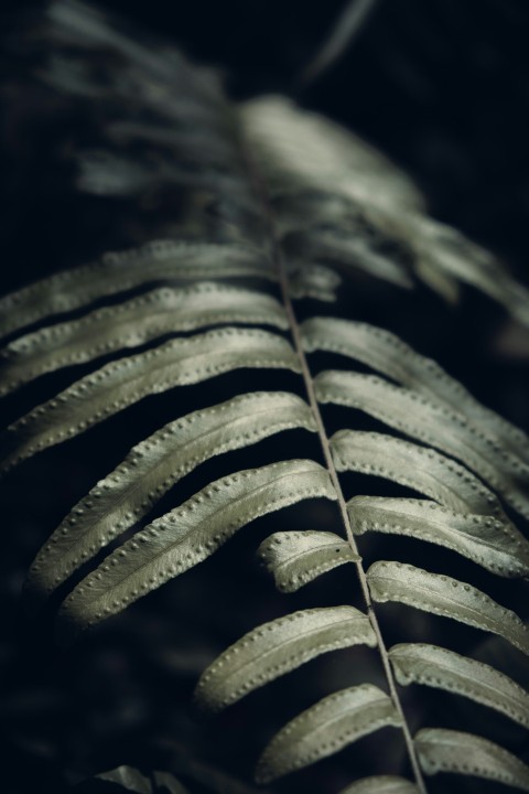 grayscale photo of plant leaves