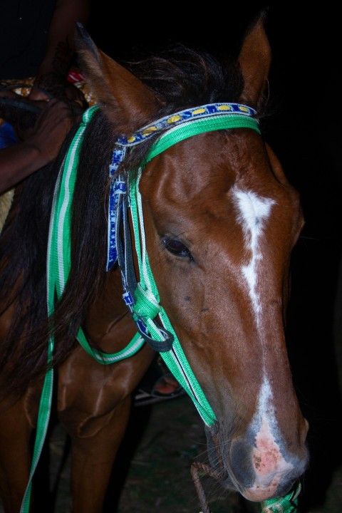 a horse with a colorful harness