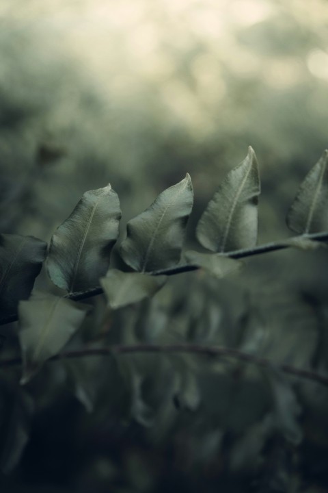 green leaves in tilt shift lens