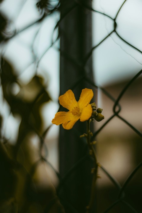 yellow flower in tilt shift lens