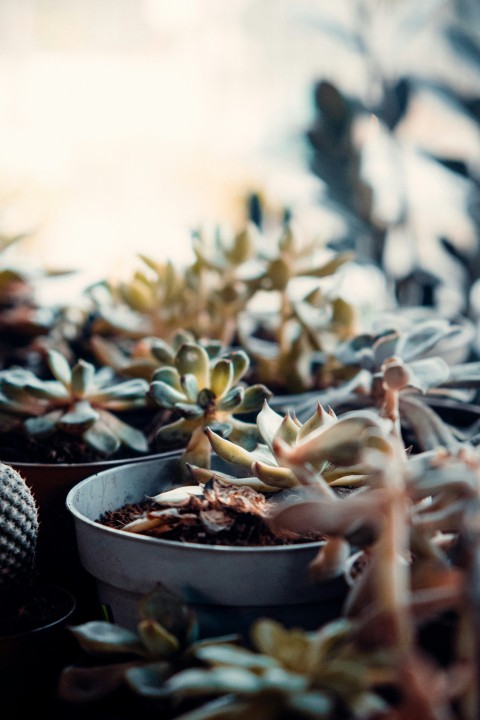 white and green plant on white ceramic pot