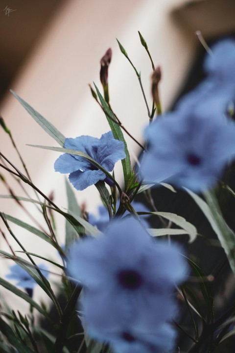 white and purple flower in close up photography